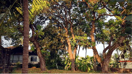 Lush green plot of land with mango trees, coconut palms, and a traditional house in the background.